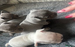 French Bulldog dogs for sale: REDUCED French Bull Dog Pups  - Image 7