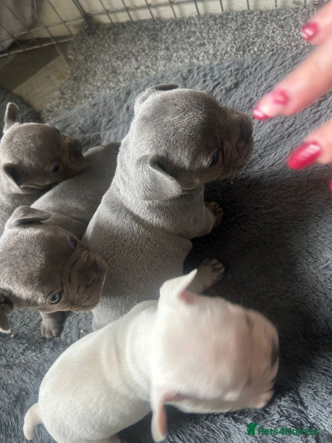 French Bulldog dogs for sale: REDUCED French Bull Dog Pups  - Image 7