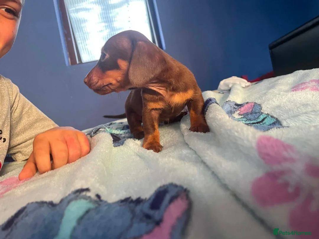 Dachshund dogs for sale: Beautiful dachshund/sausage dog pups for sale  - Advert 16