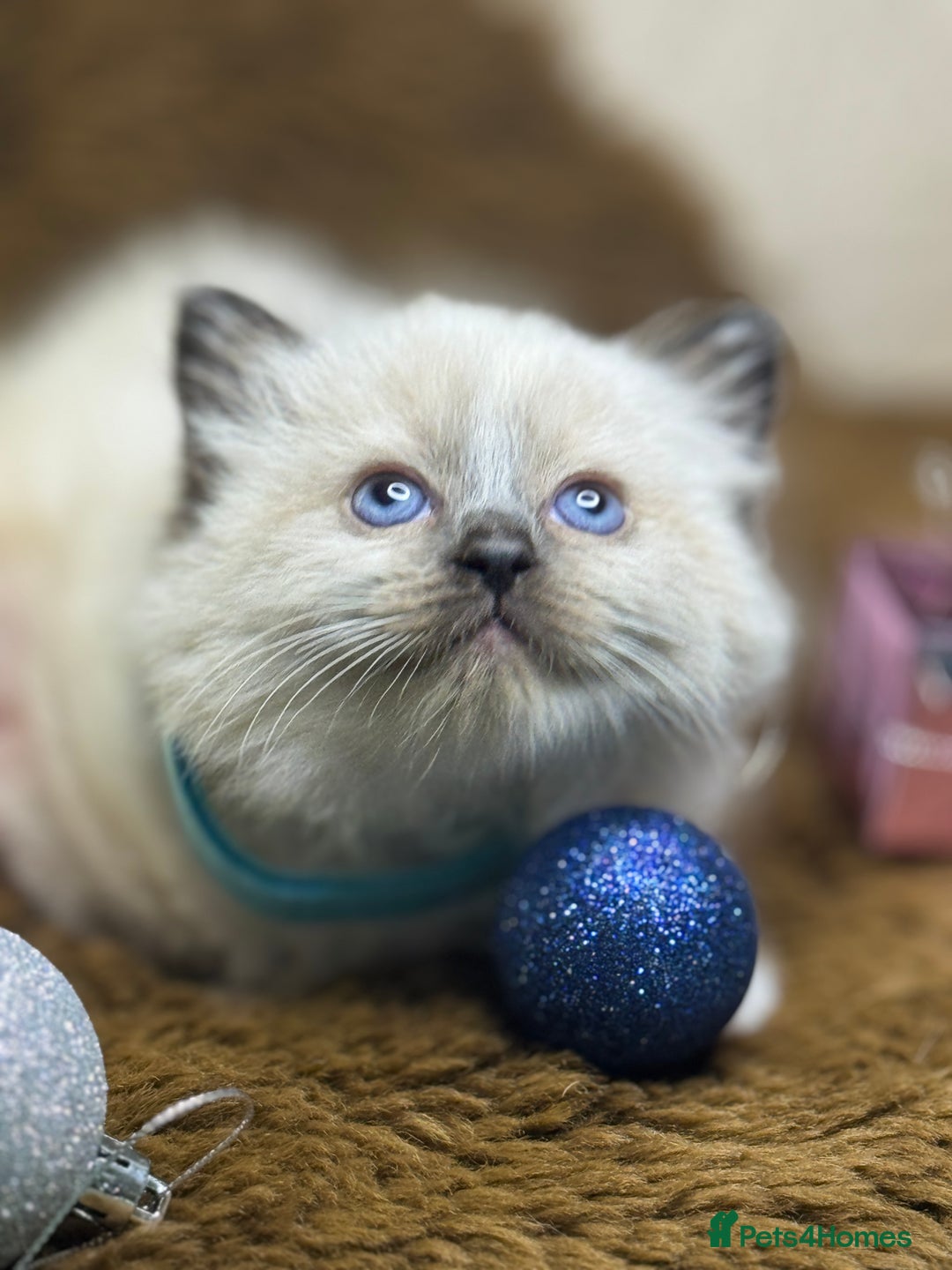 Ragdoll cats for sale: GCCF Pure Ragdoll Seal/Blue Point Lynx Mitted - Advert 6