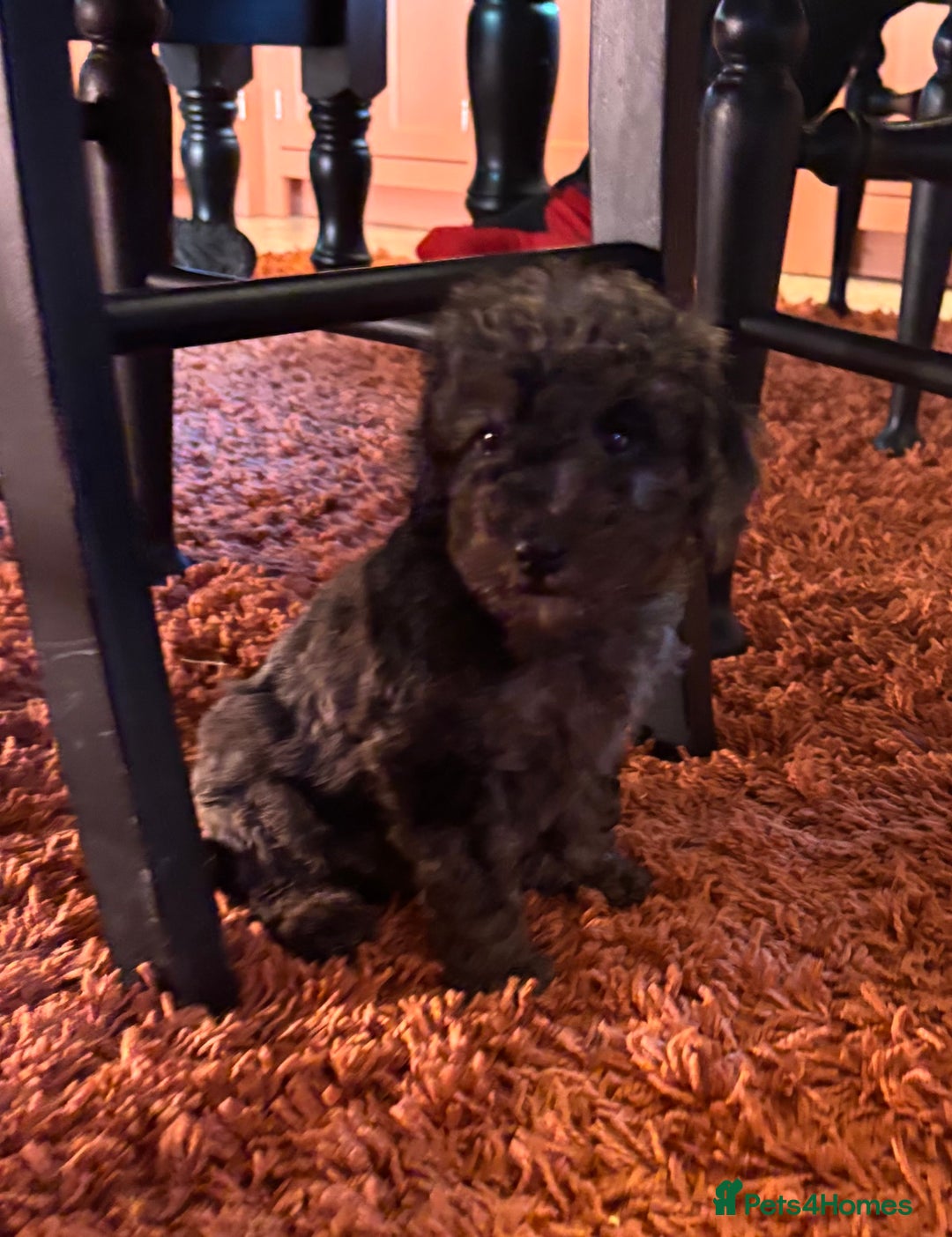 Cockapoo dogs for sale: Cockerpoo beauties - Advert 3