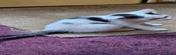 Mixed Breed cats for sale: Kittens - Advert 6