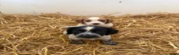 Cocker Spaniel dogs for sale: Cocker spaniel pups  - Advert 20