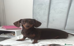 Miniature Dachshund dogs for sale: Mini dachshund pups (true real mini’s) - Image 6
