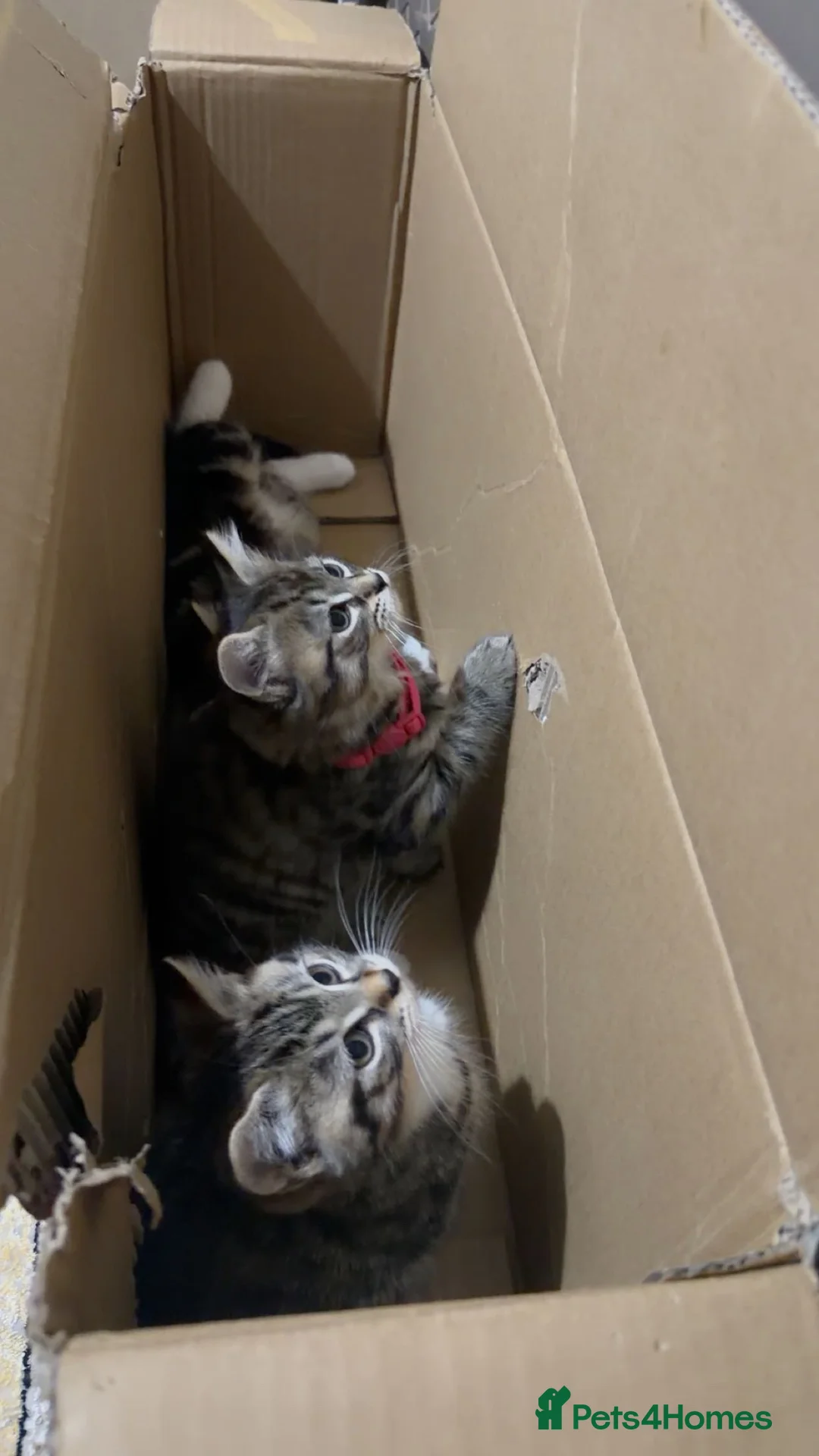 British Shorthair cats for sale: Kitten  - Advert 17