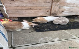 Lionhead rabbits for sale: Rabbit for sale  - Image 2