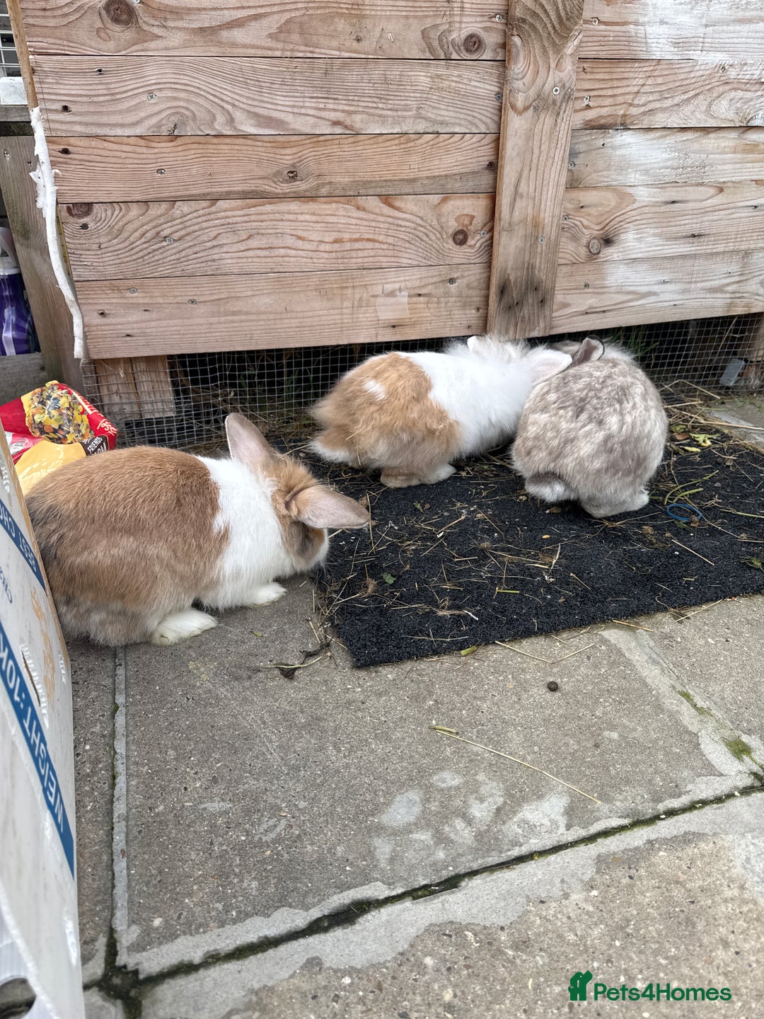 Lionhead rabbits for sale: Rabbit for sale  - Image 2