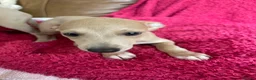 Mixed Breed dogs for sale: Stunning Wiggy’s Italian greyhound x whippet  - Advert 8