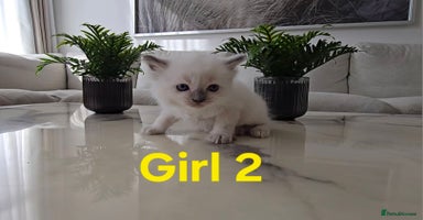 Ragdoll cats - Advert 6