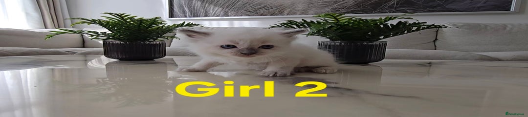 Girl 2