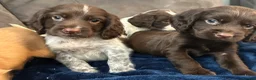 Cocker Spaniel dogs for sale: Cocker Spaniel Puppies  - Advert 9