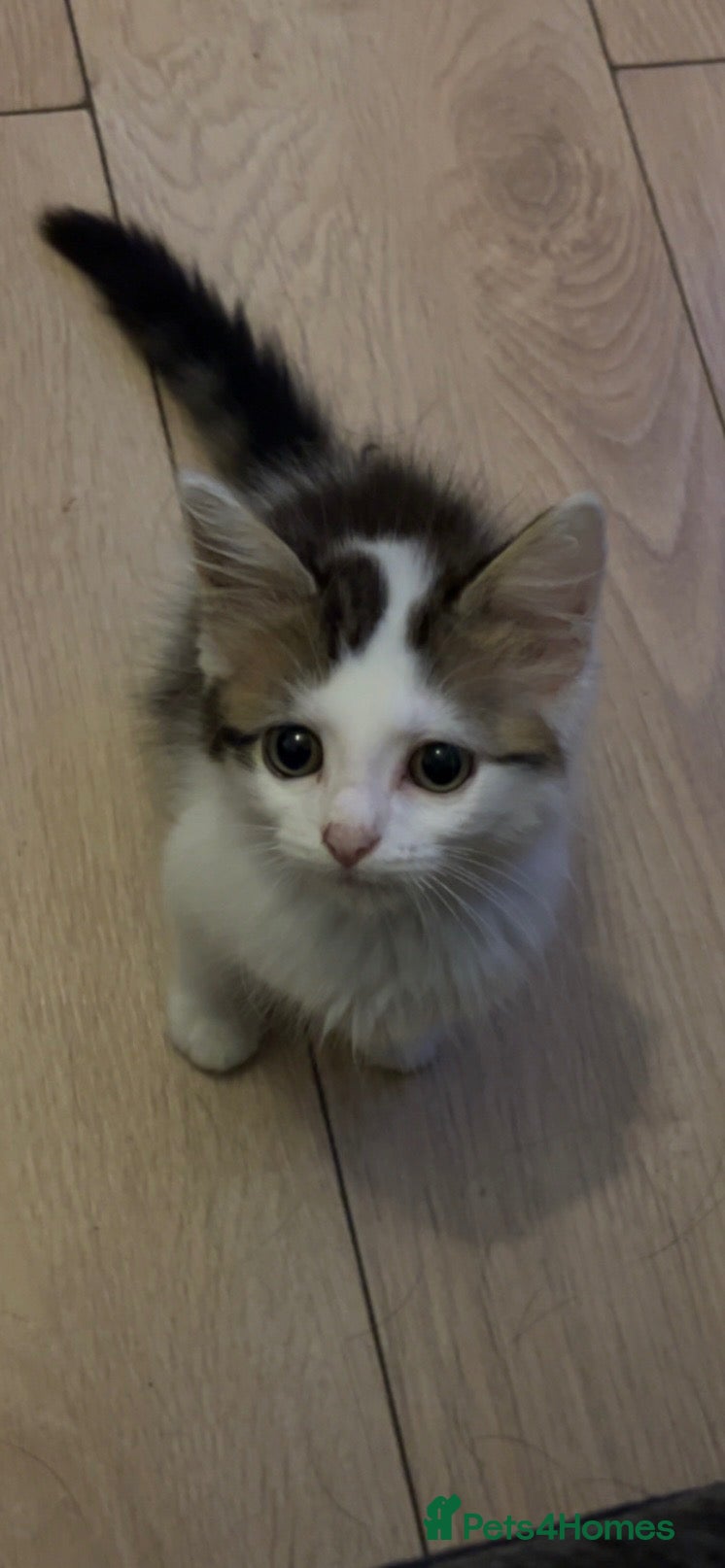 Mixed Breed cats Female kitten - Advert 1