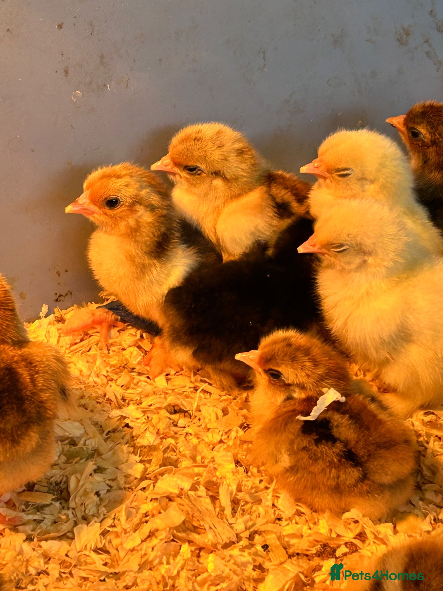 Chickens poultry Pekin Bantam Chicks  - Advert 11