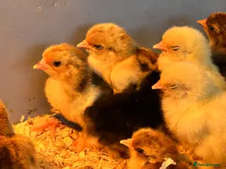 Chickens poultry Pekin Bantam Chicks - Advert 11