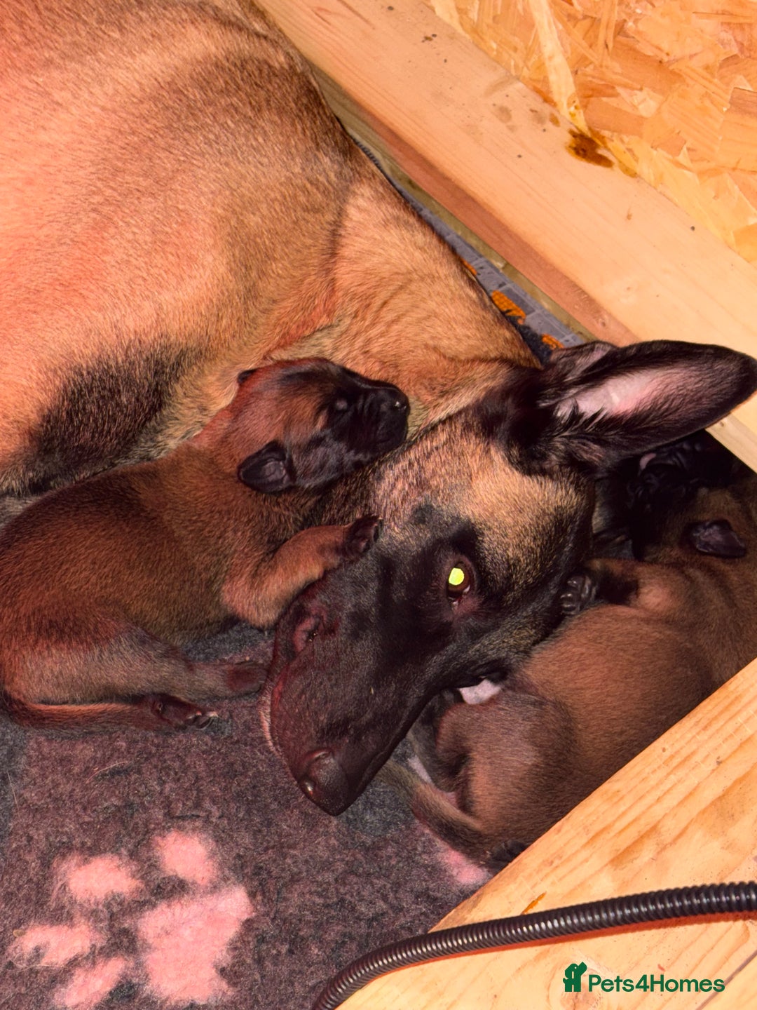 Belgian Shepherd Dog dogs for sale: Belgian Malinois Puppies - Advert 8