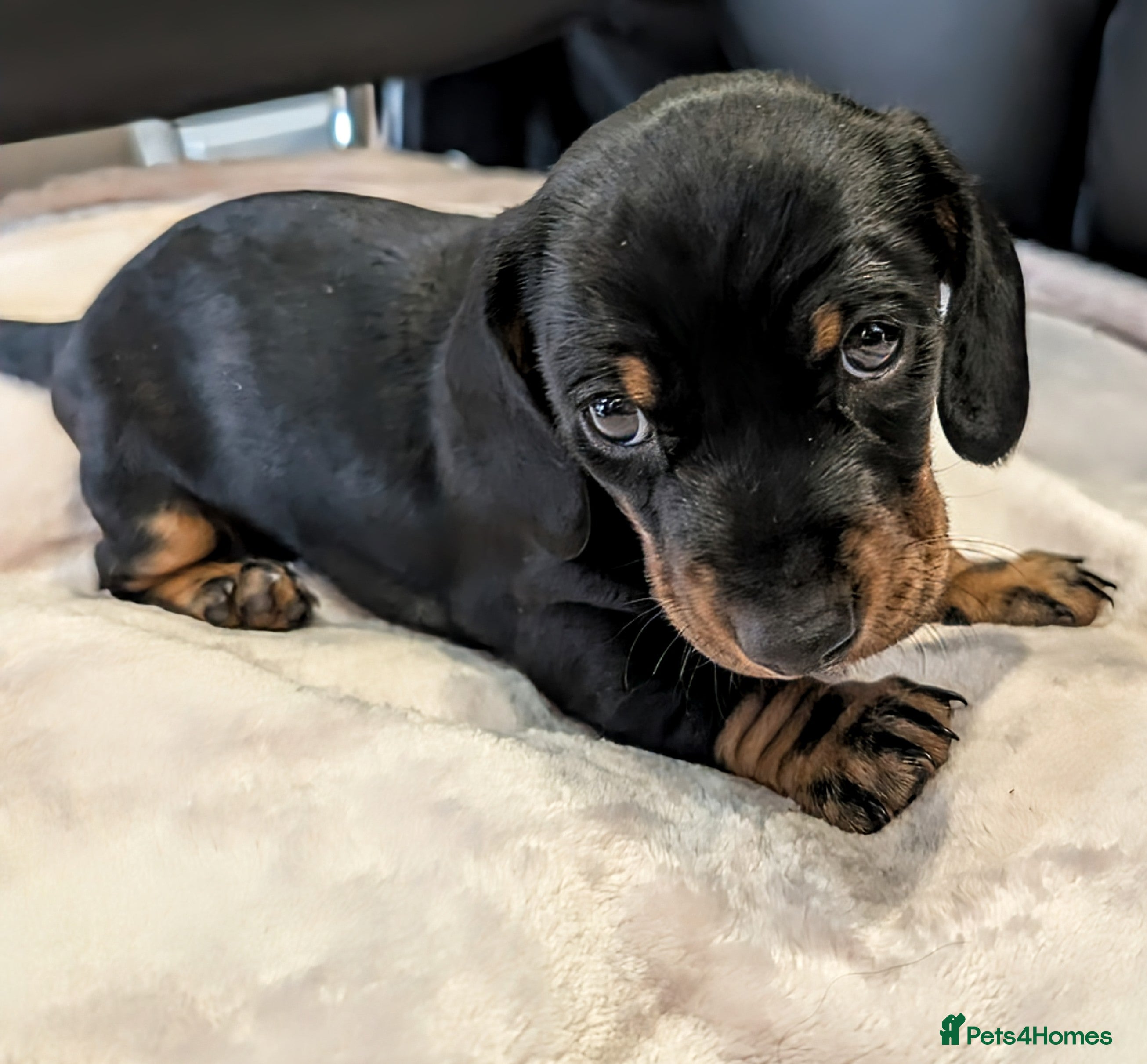 Miniature Dachshund dogs STUNNING SMOOTH SHORT HAIR MINIATURE DACHSHUND 💞 - Advert 4