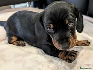 Miniature Dachshund dogs STUNNING SMOOTH SHORT HAIR MINIATURE DACHSHUND 💞 - Advert 13