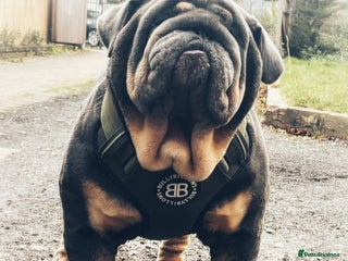 English Bulldog dogs REGGIE ( MAIN MAN KNUCKLES ) - Advert 18