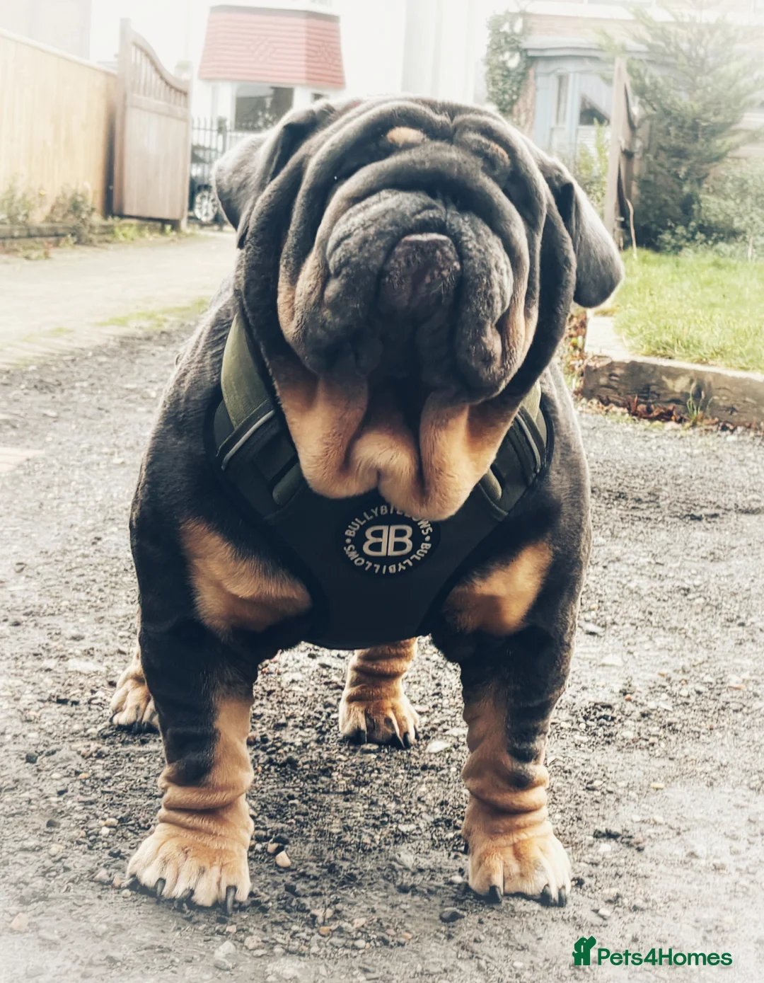 English Bulldog dogs for stud: REGGIE ( MAIN MAN KNUCKLES ) - Advert 2