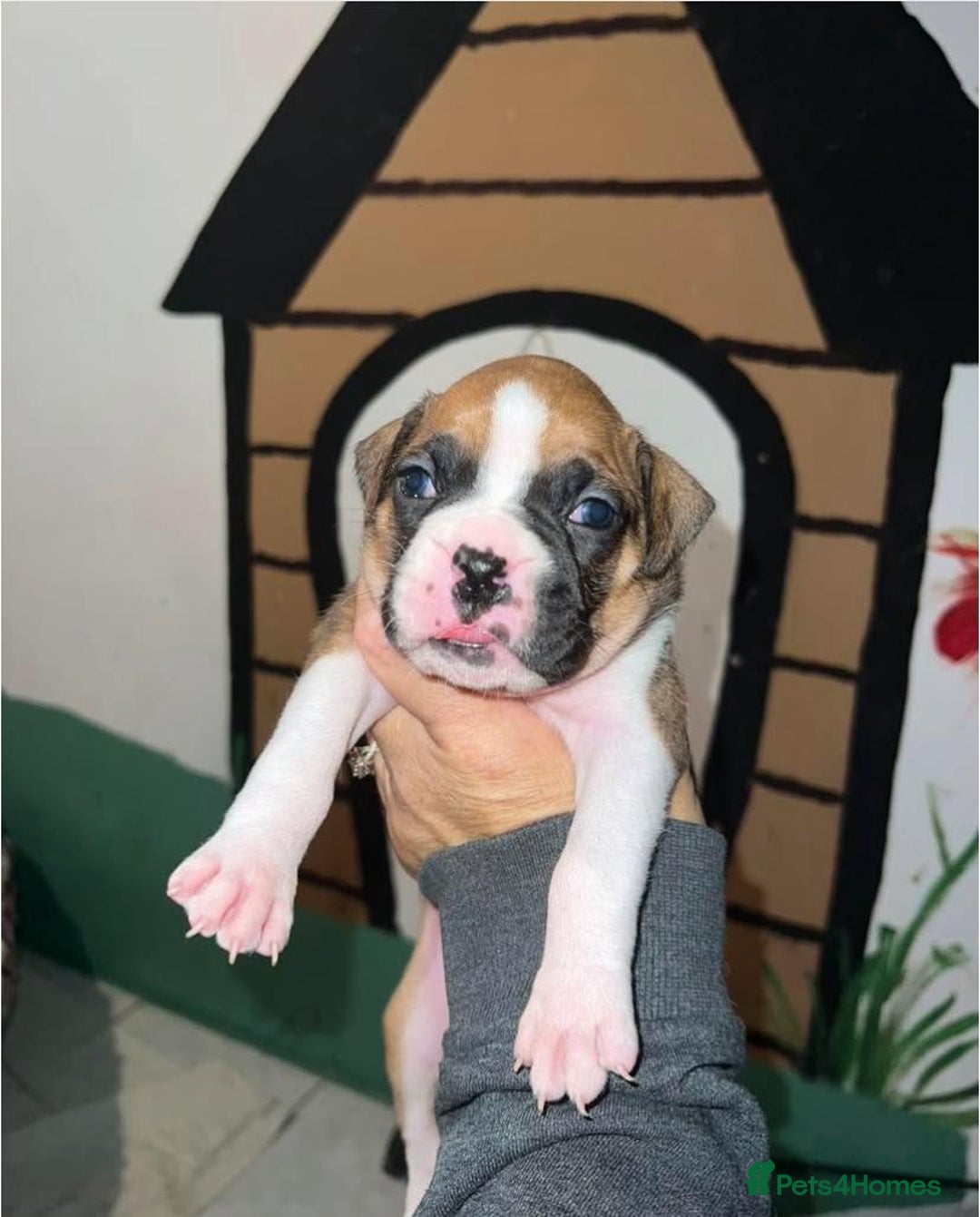 Boxer dogs for sale: STUNNING BOXER PUPPIES - Advert 2