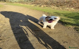 Jack Russell dogs for sale: Traditional old fashioned jack Russel puppies  - Advert 12