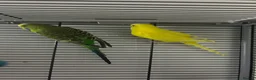 Budgerigars birds for sale: Tom and Jerry  - Advert 1