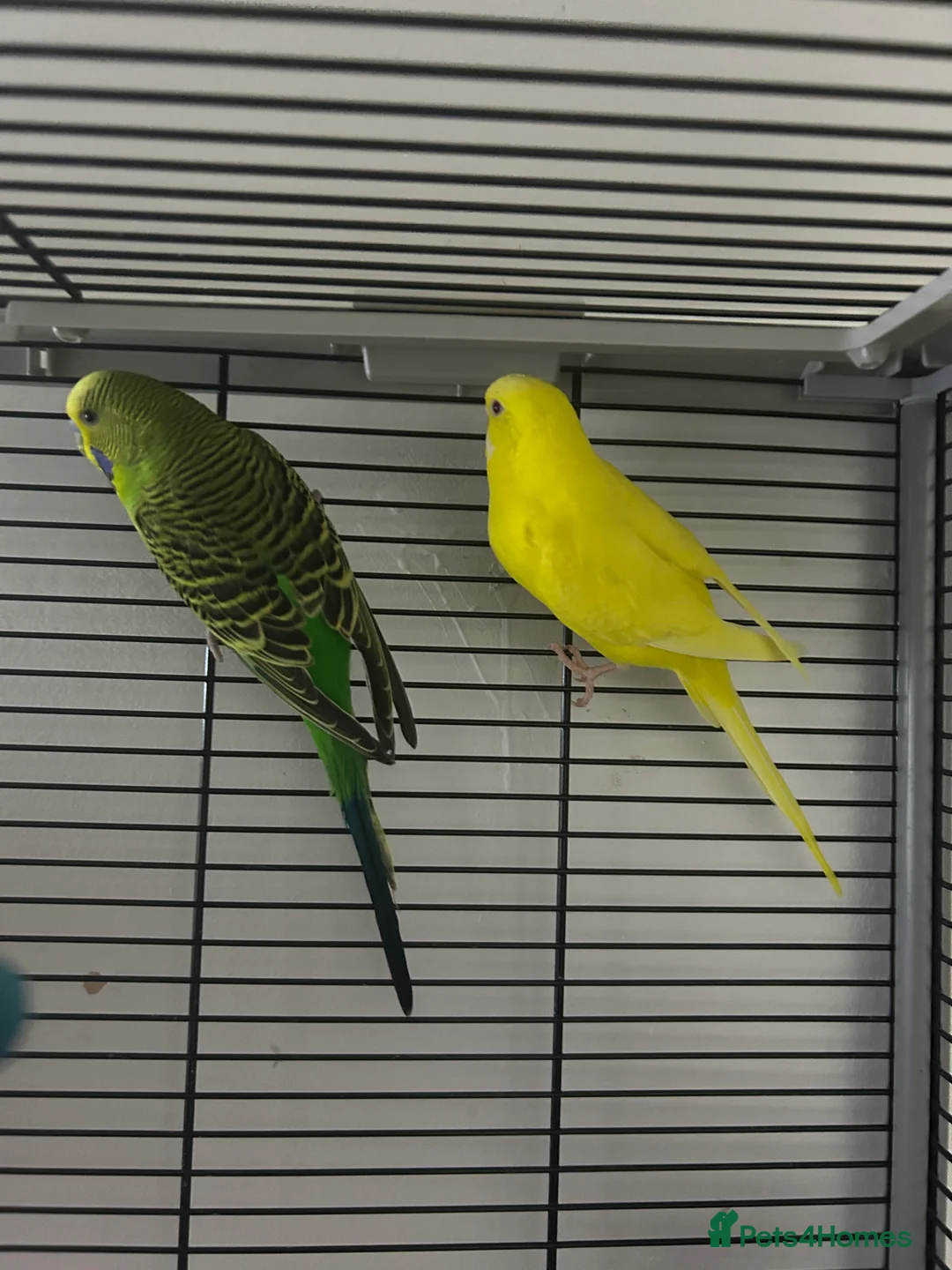 Budgerigars birds for sale: Tom and Jerry  - Advert 1