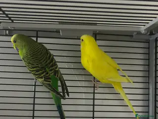 Budgerigars birds Tom and Jerry - Advert 2