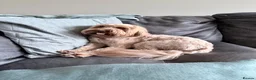 Cockapoo dogs for stud: Health Tested Clear Cockapoo F2b Stunning Stud  in Huddersfield - Advert 2