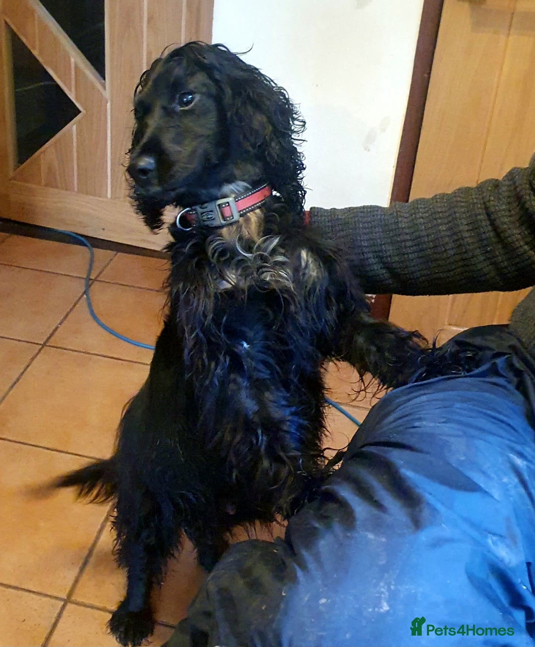 Cockapoo dogs for sale: Gorgeous Cockerpoo Puppies  - Image 14