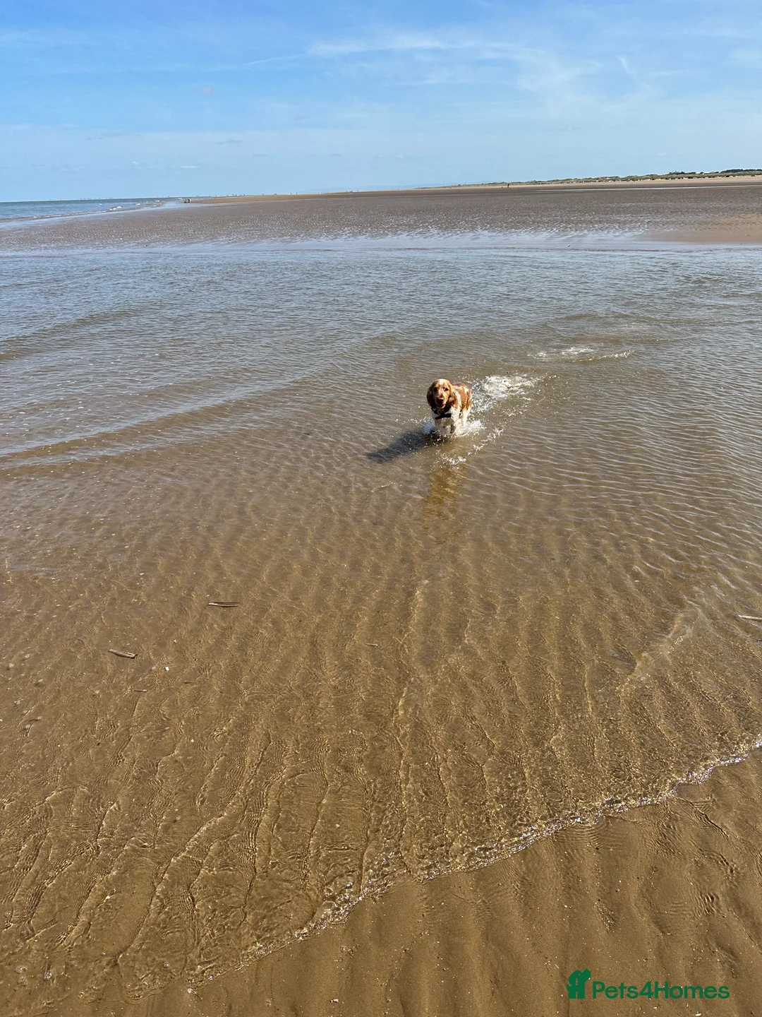 Cocker Spaniel dogs for stud: KC Reg Show Cocker Spaniel- Extensively DNA tested in Warrington - Advert 20