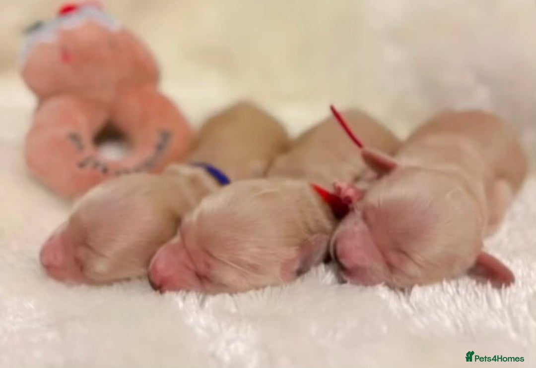 Miniature Dachshund dogs for sale: Cream Miniature long haired dachshunds - Advert 2