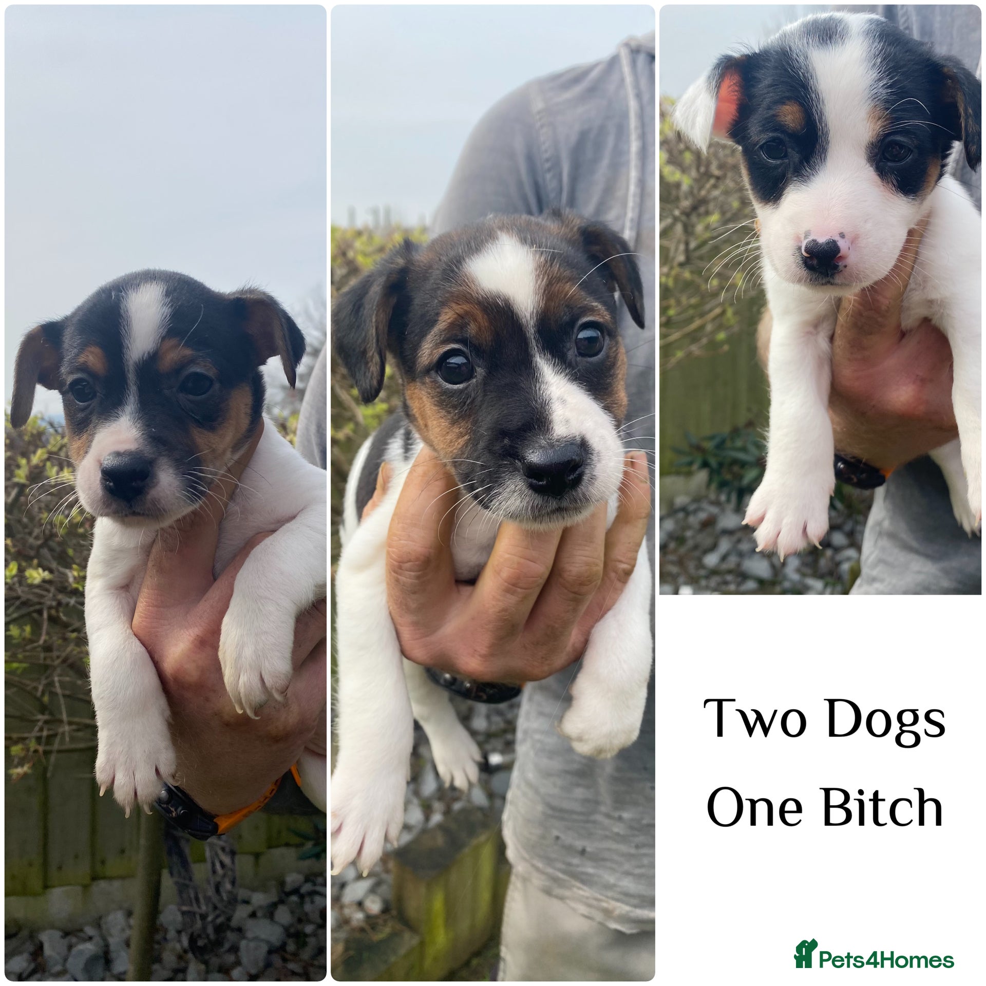 Jack Russell dogs  Jack Russel puppies for sale  - Advert 2