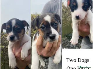 Jack Russell dogs Jack Russel puppies for sale - Advert 2