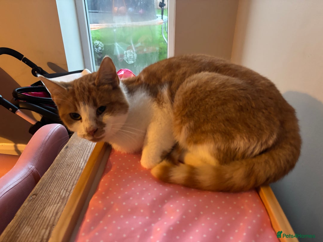 British Shorthair cats for sale: Rehoming older cat 1 year olds - Advert 8