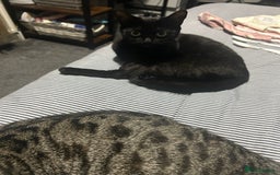 British Shorthair cats for sale: 2 cats for sale - Image 3
