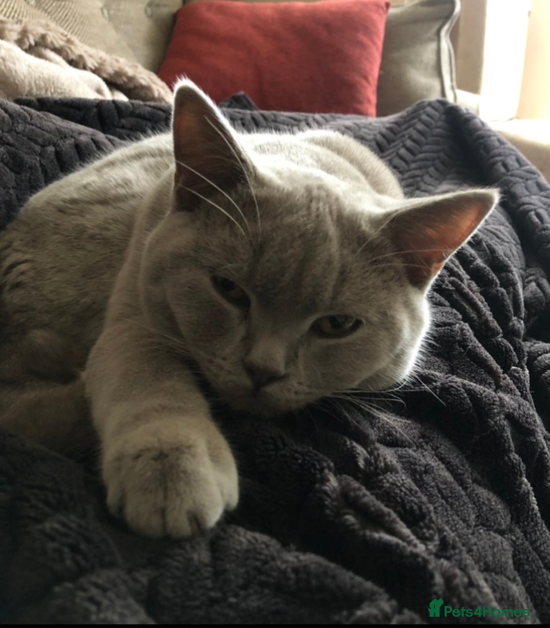 British Shorthair cats for stud: Lilac British shorthair male - Image 5