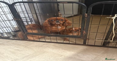Cavalier King Charles Spaniel dogs - Advert 4