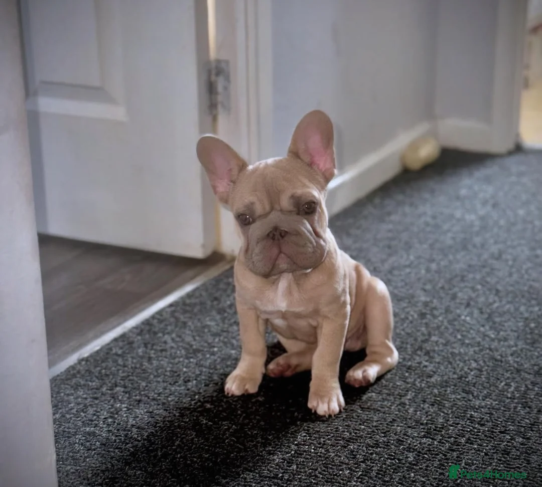 French Bulldog dogs for sale: French bulldog for rehoming in Oldbury - Advert 3