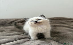 Ragdoll cats for sale: Ragdoll Blue pointed kitten Ready to go  - Image 6