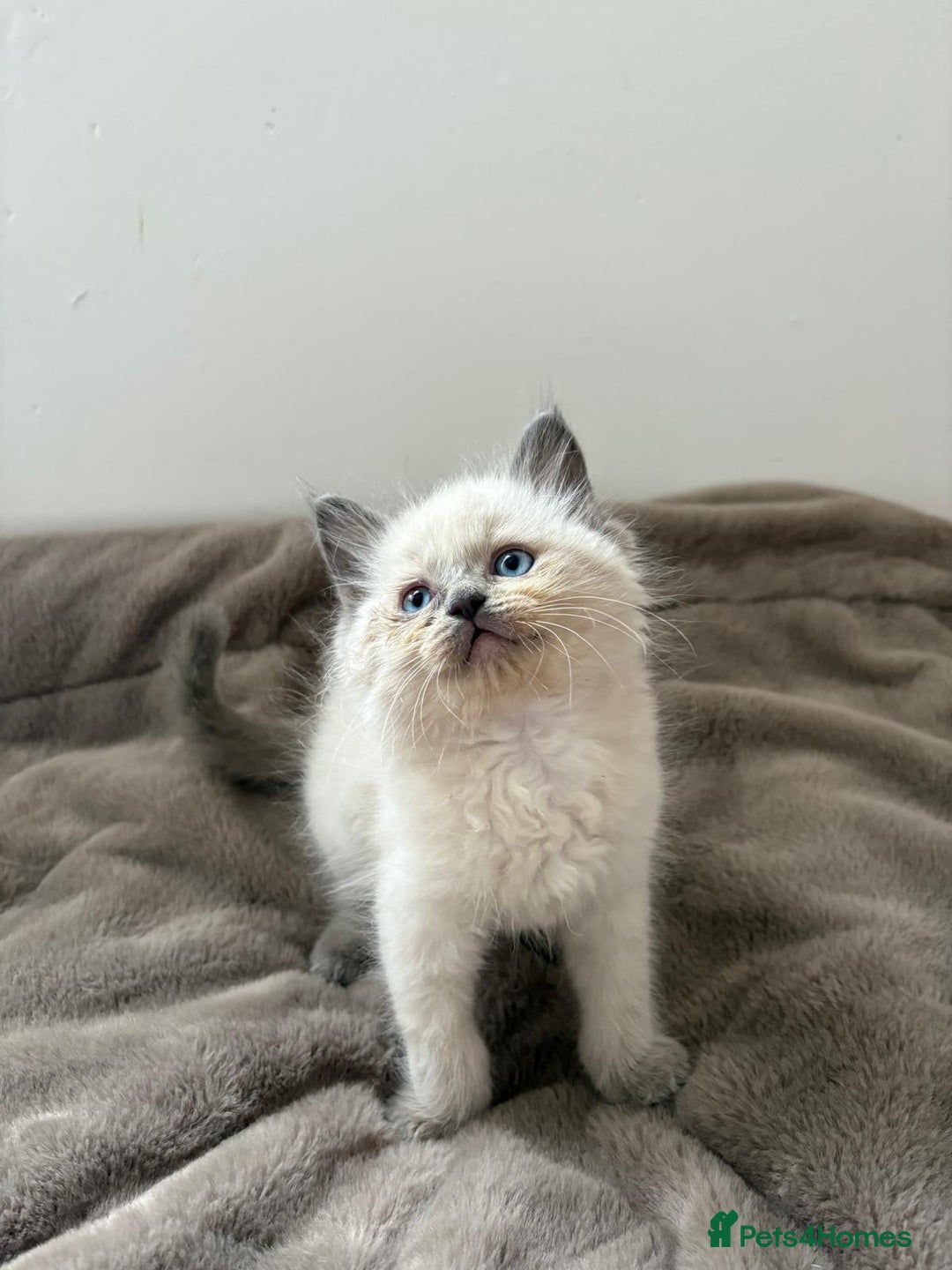 Ragdoll cats for sale: Ragdoll Blue pointed kitten Ready to go  - Image 6