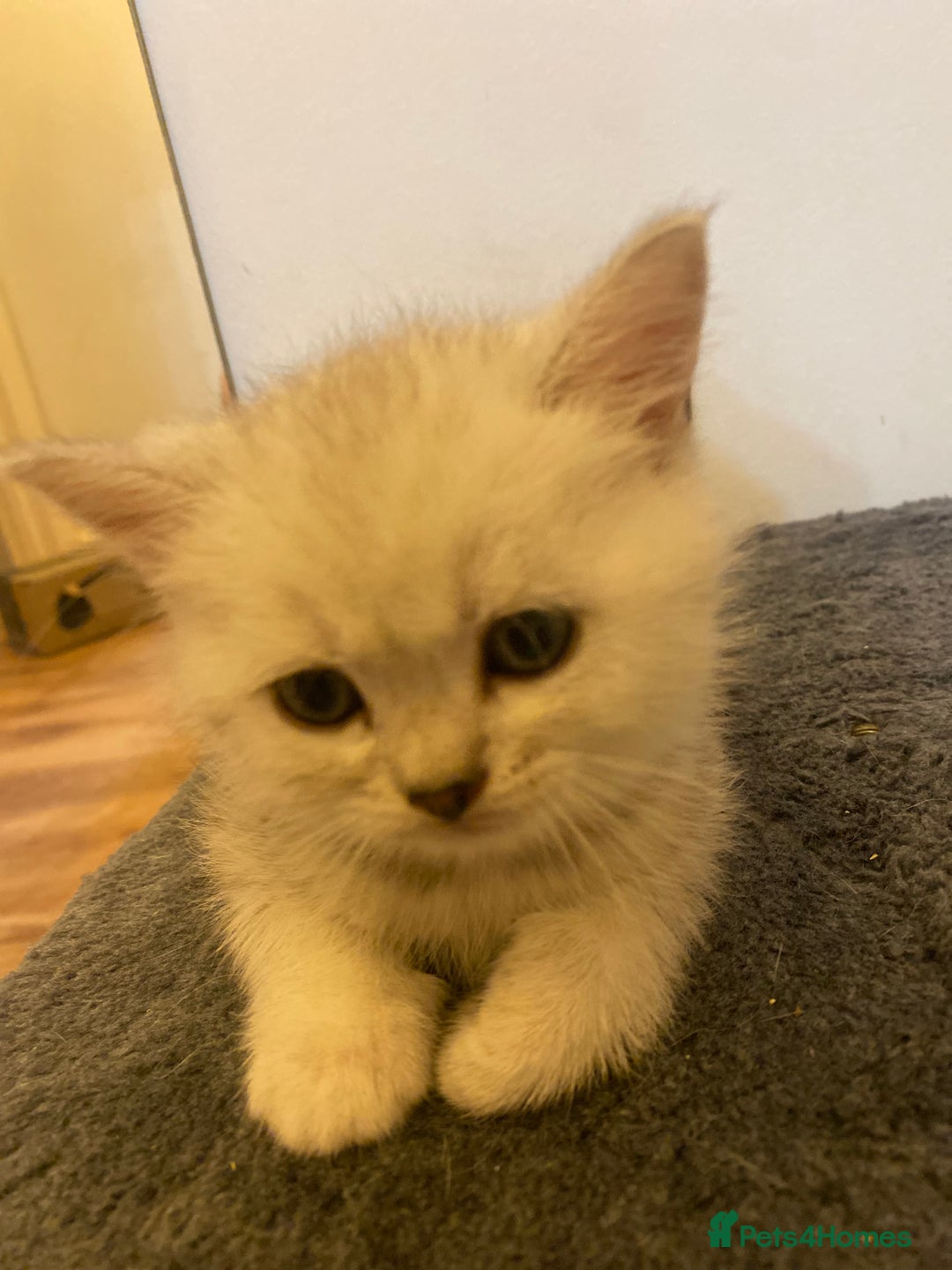 British Shorthair cats for sale: British shorthair kittens, cute and adorable  - Advert 6