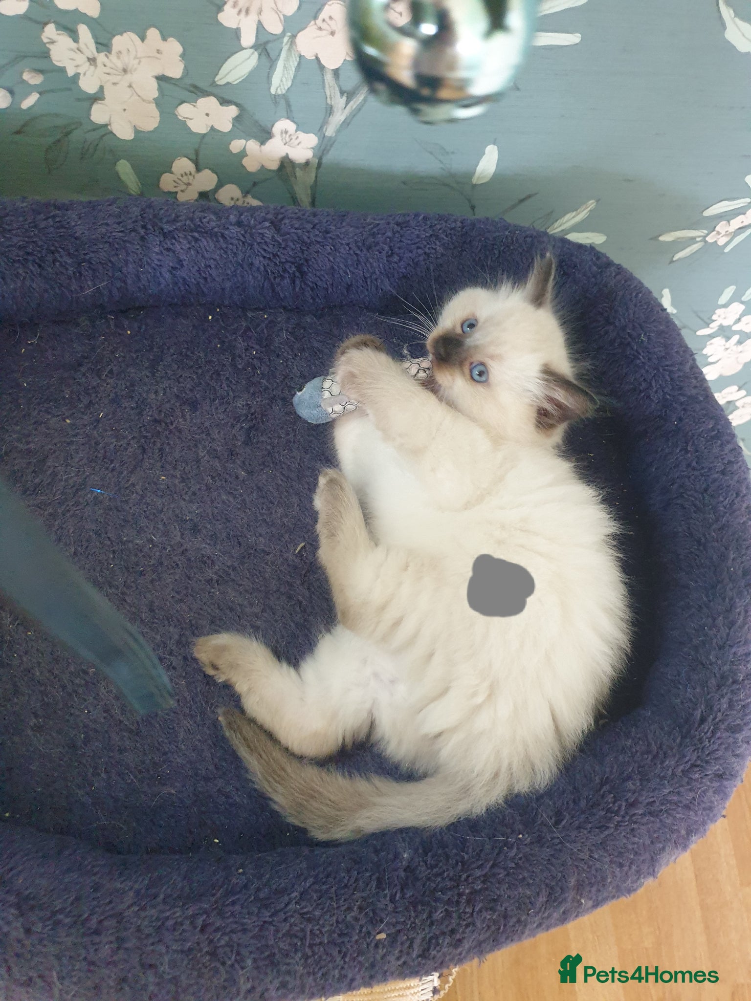 Ragdoll cats for sale: Ragdoll fluffy kittens x 4 chocolate seal point - Advert 15