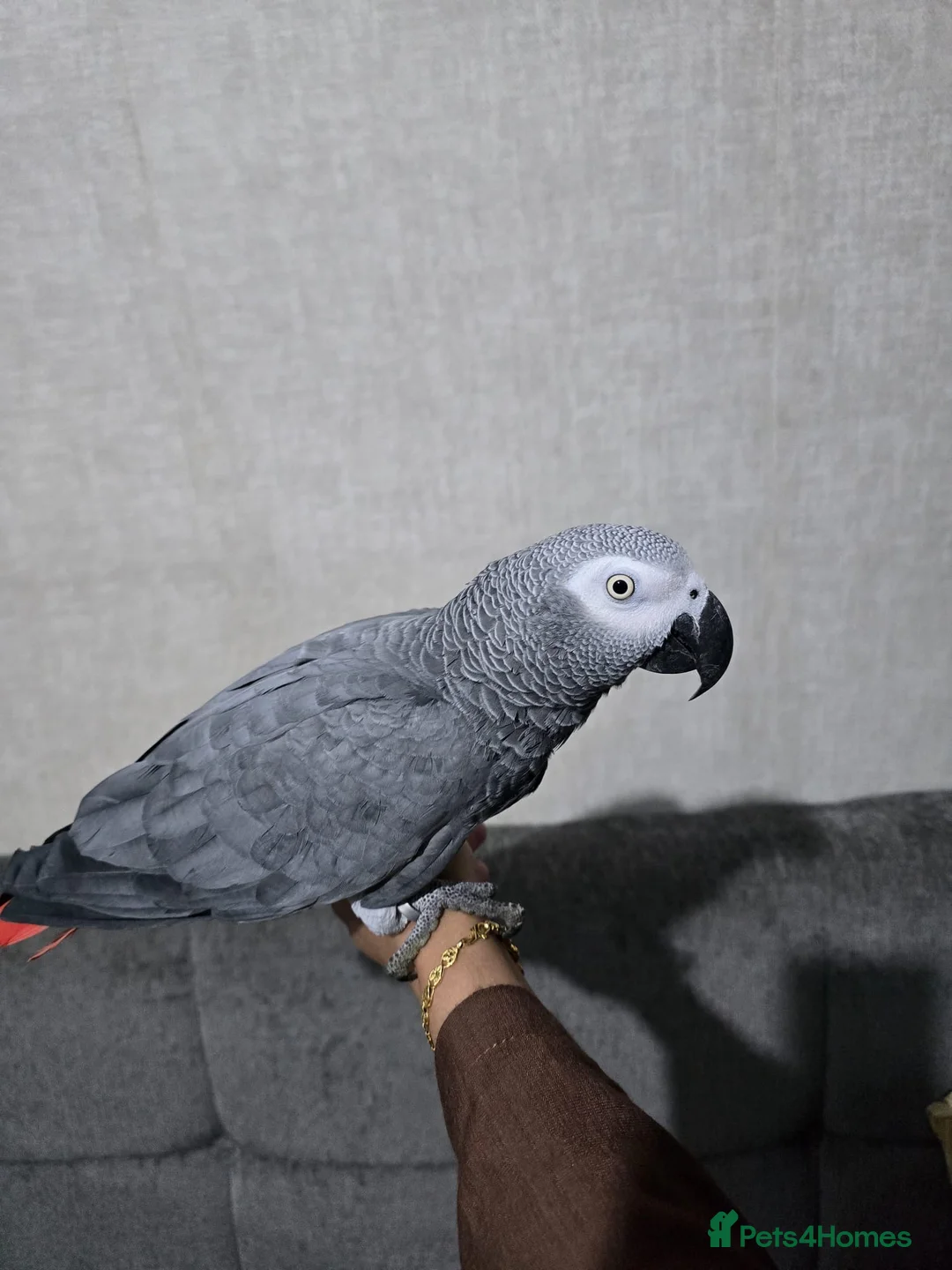 Parrots birds for sale: Tame African grey  - Advert 1