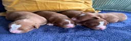Nova Scotia Duck Tolling Retriever dogs for sale: Beautiful Toller puppies from champion bloodlines - Advert 12