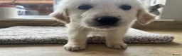 Golden Retriever dogs for sale: Gorgeous golden retriever pups - Advert 26