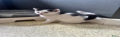 Mixed Breed Kitten 1