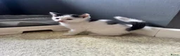 Mixed Breed cats for sale: Four Kittens for Sale - Advert 1