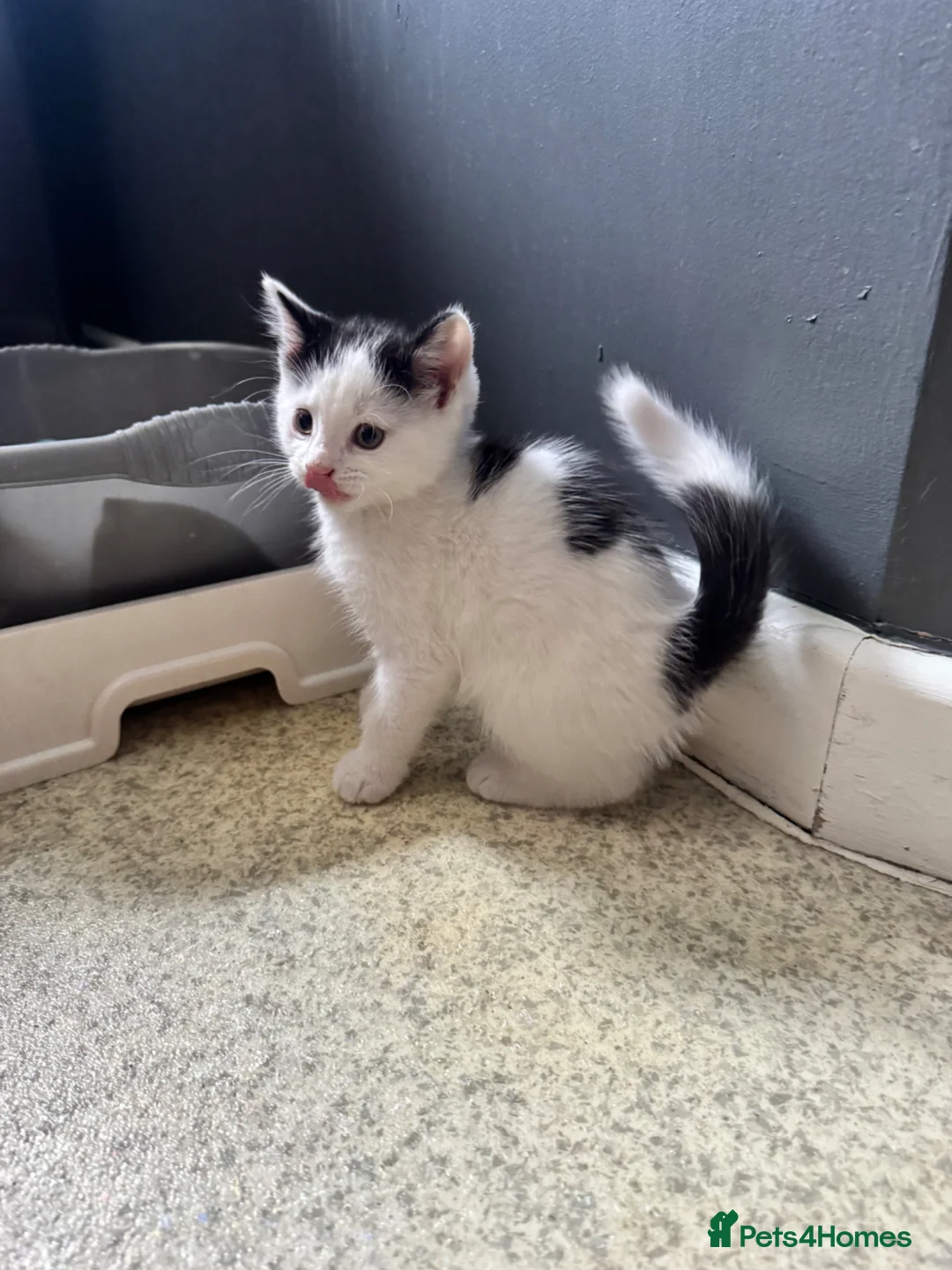 Mixed Breed cats for sale: Four Kittens for Sale - Advert 1