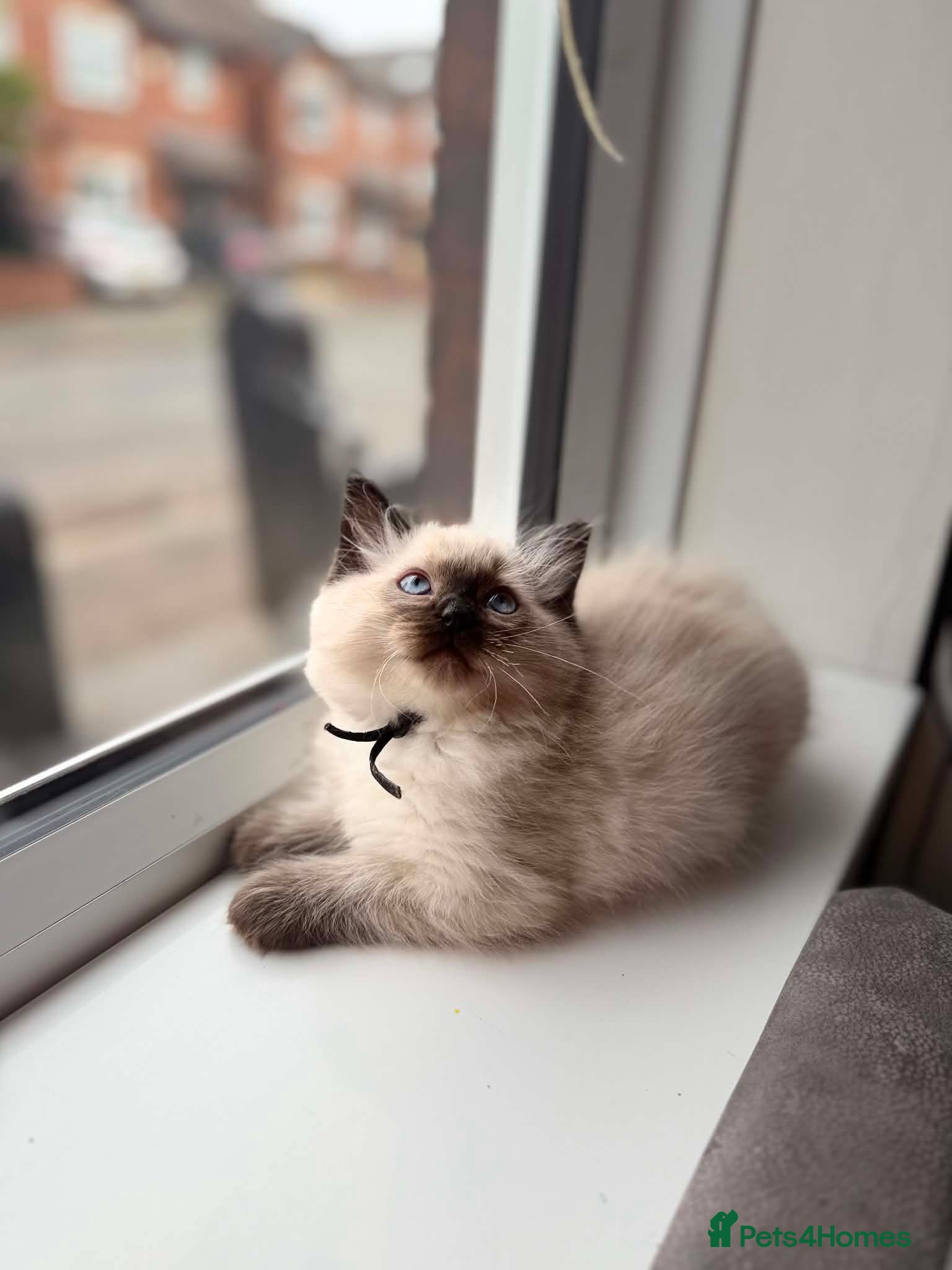 Ragdoll Kitten 6